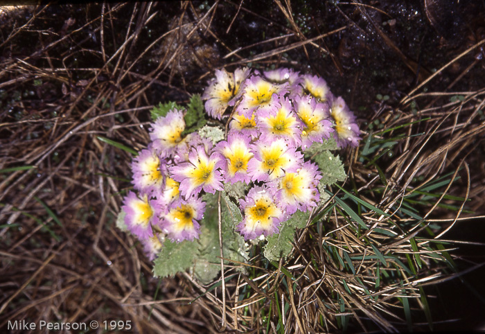 P. aureata X P. deuteronana