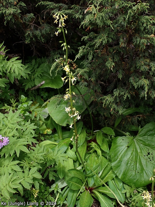 <i>Primula aemula </i>