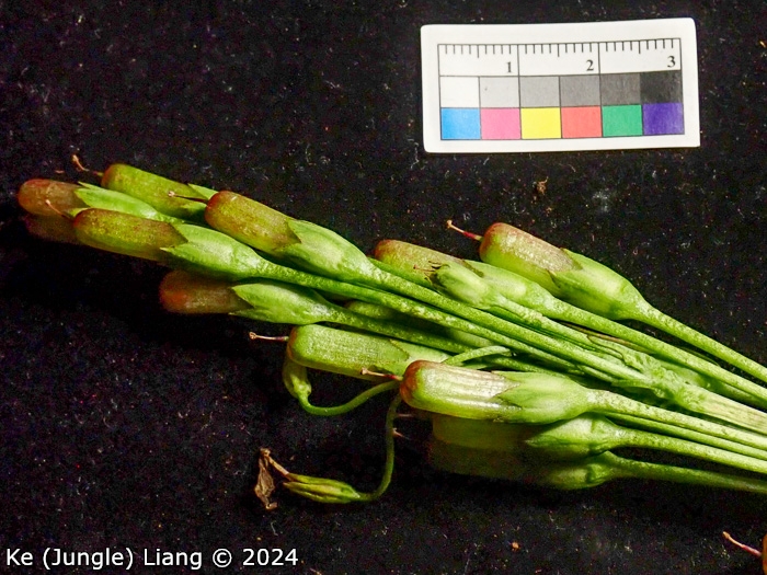<i>Primula aemula </i>