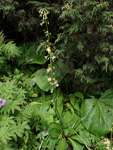 <i>Primula aemula </i>