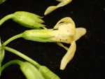 <i>Primula aemula </i>