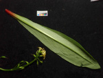 <i>Primula aemula </i>