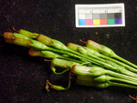 <i>Primula aemula </i>