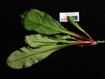 <i>Primula aemula </i>