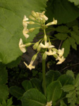 <i>Primula aemula </i>