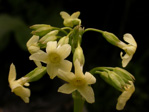 <i>Primula aemula </i>