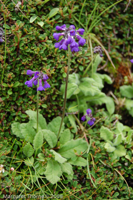 <i>Primula bellidifolia </i>