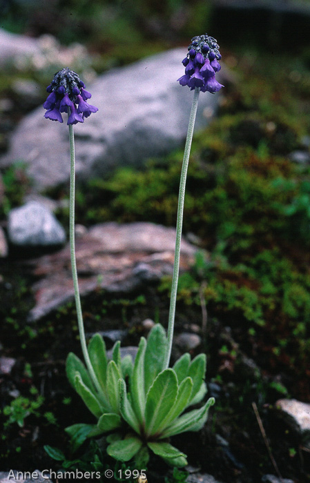 <i>Primula bellidifolia subsp. hyacinthina </i>