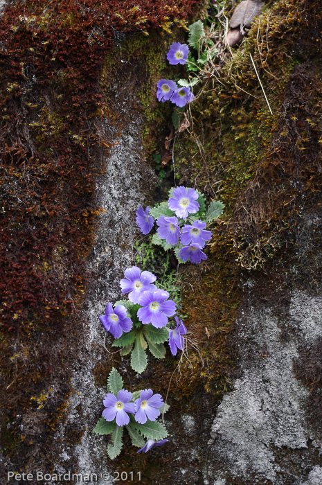 <i>Primula bhutanica </i>