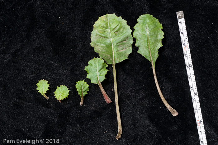 <i>Primula boothii subsp. repens </i>