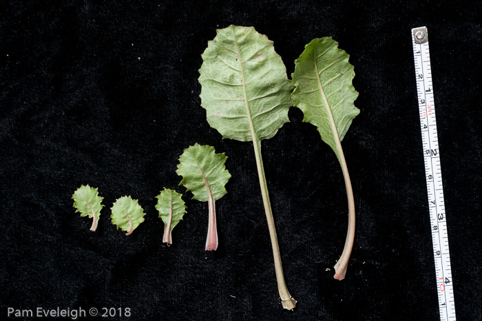 <i>Primula boothii subsp. repens </i>