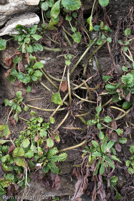 <i>Primula boothii subsp. repens </i>