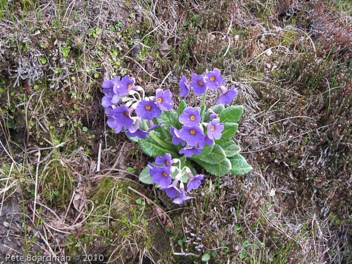 P. calderiana x P. strumosa