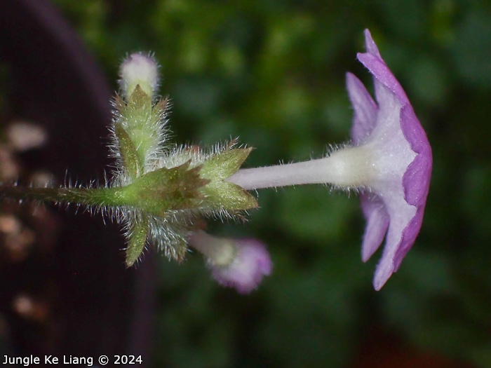 <i>Primula calyptrata </i>