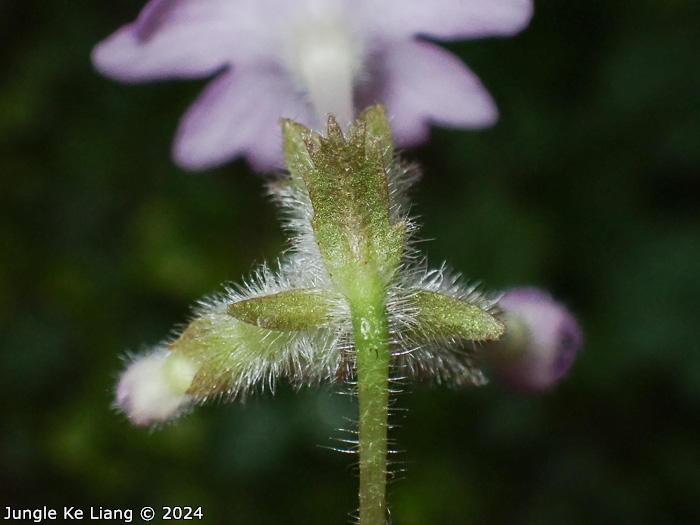 <i>Primula calyptrata </i>