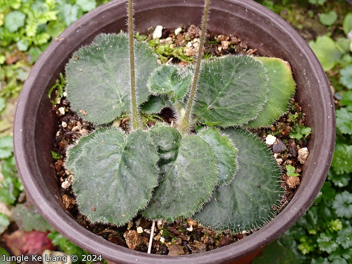 <i>Primula calyptrata </i>