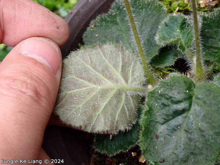 <i>Primula calyptrata </i>