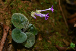 <i>Primula calyptrata </i>