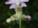 <i>Primula calyptrata </i>