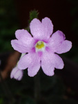 <i>Primula calyptrata </i>