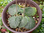 <i>Primula calyptrata </i>