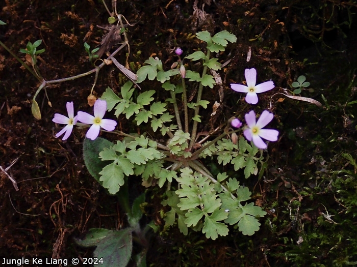 <i>Primula cicutariifolia </i>