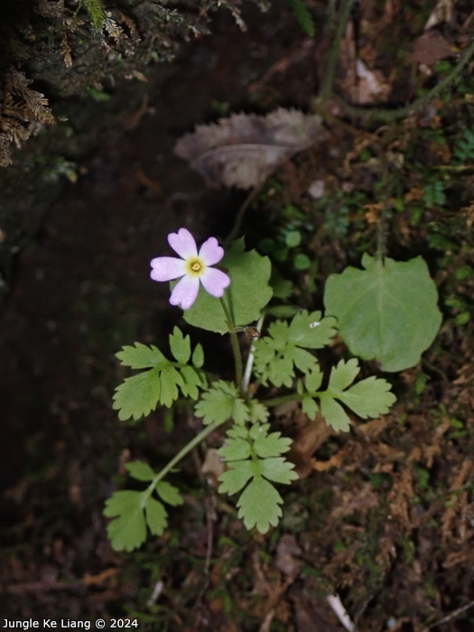 <i>Primula cicutariifolia </i>