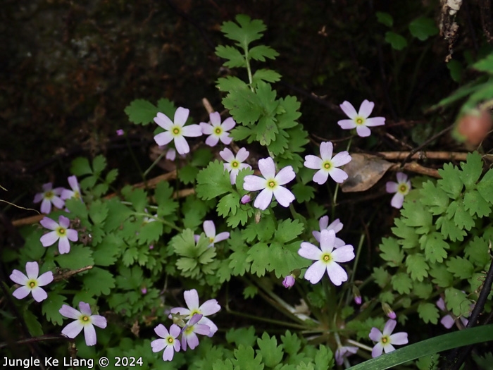 <i>Primula cicutariifolia </i>