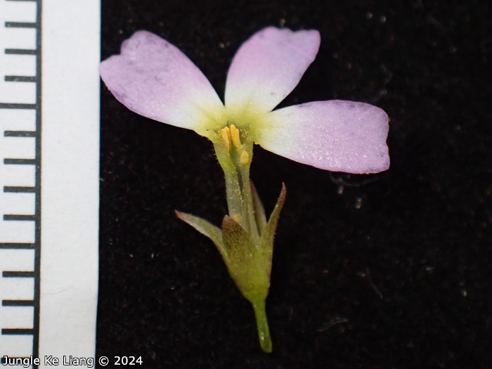 <i>Primula cicutariifolia </i>