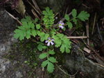 <i>Primula cicutariifolia </i>