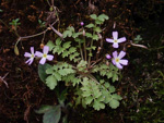 <i>Primula cicutariifolia </i>