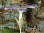 <i>Primula cicutariifolia </i>