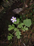 <i>Primula cicutariifolia </i>