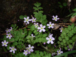 <i>Primula cicutariifolia </i>