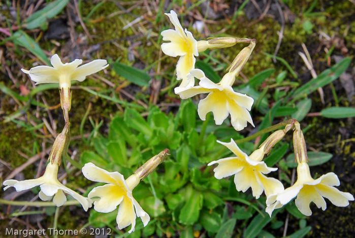 <i>Primula dickieana </i>