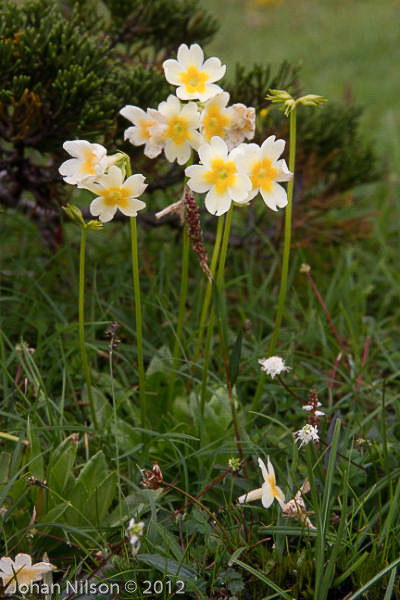 <i>Primula dickieana </i>