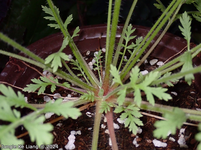 <i>Primula filchnerae </i>