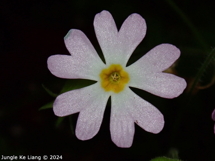 <i>Primula filchnerae </i>