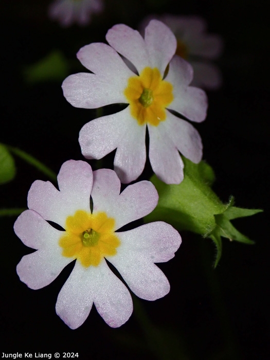 <i>Primula filchnerae </i>