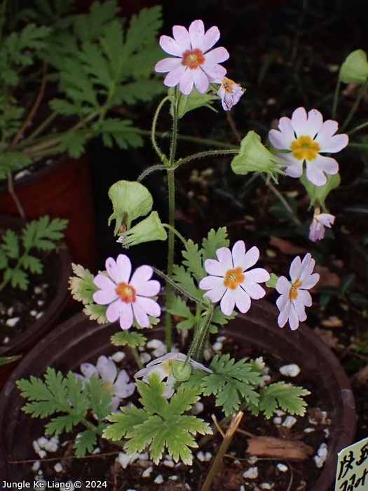 <i>Primula filchnerae </i>