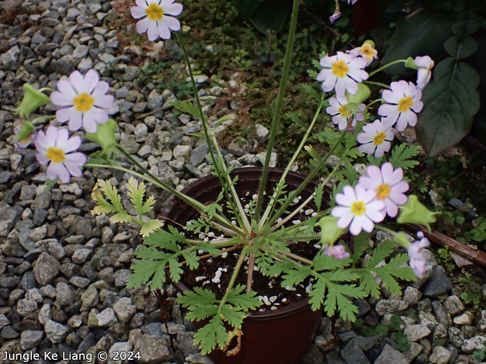 <i>Primula filchnerae </i>