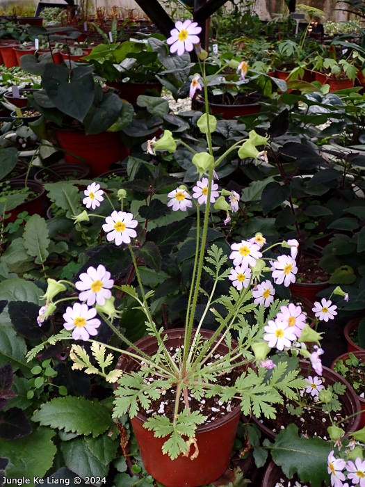 <i>Primula filchnerae </i>