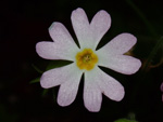 <i>Primula filchnerae </i>