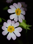 <i>Primula filchnerae </i>