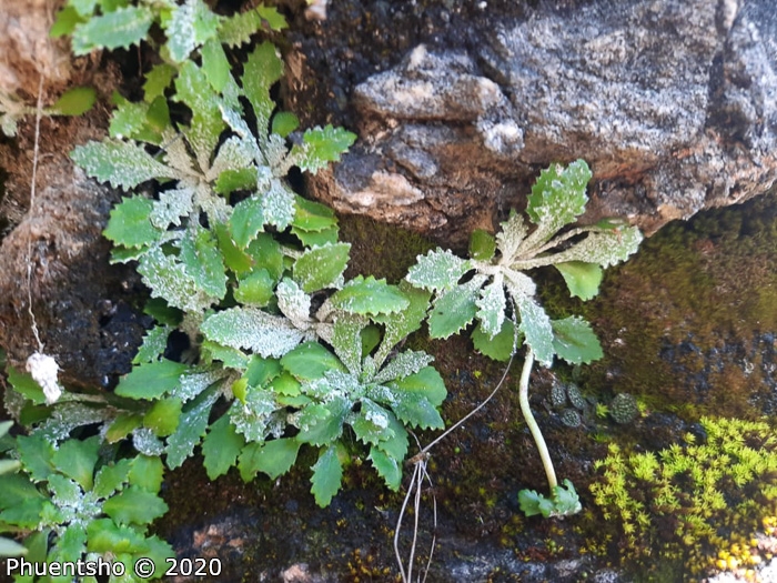 <i>Primula flagellaris </i>