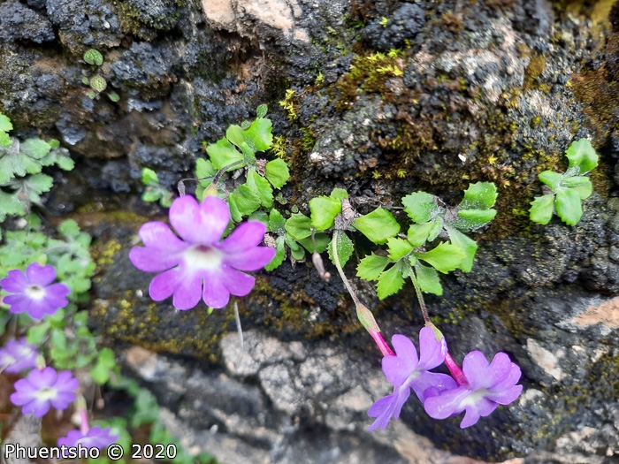 <i>Primula flagellaris </i>