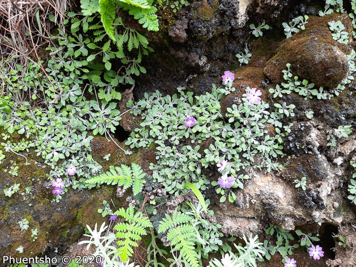 <i>Primula flagellaris </i>