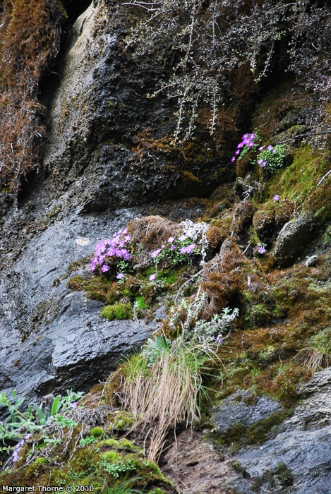 <i>Primula flagellaris </i>