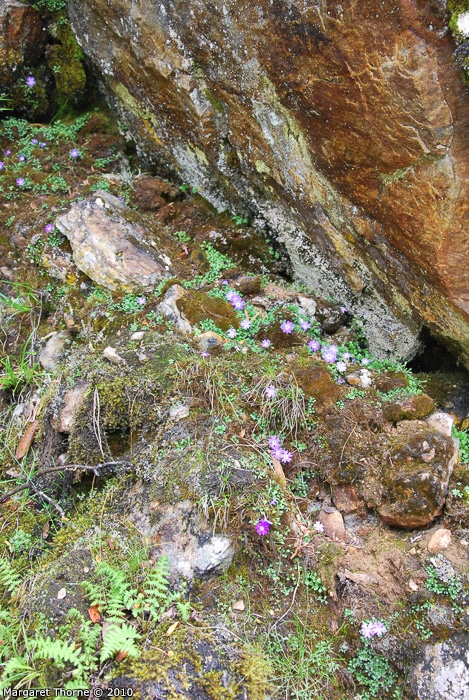 <i>Primula flagellaris </i>