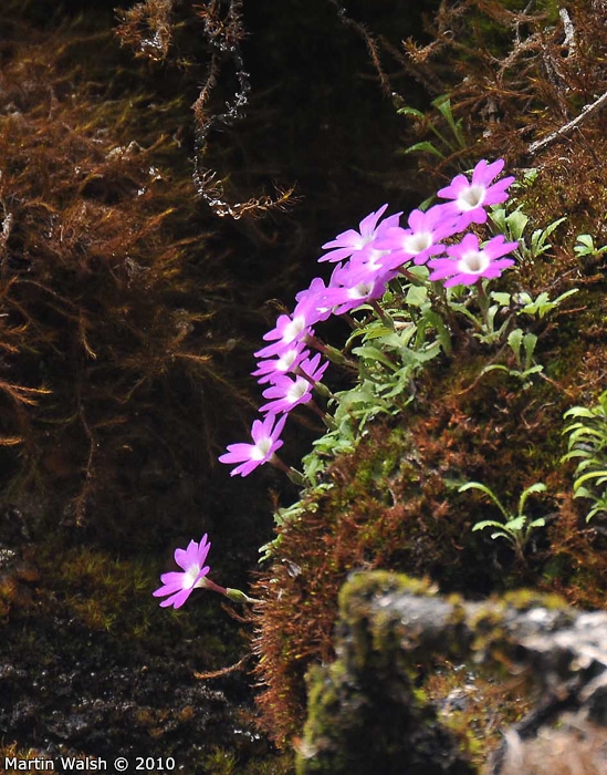 <i>Primula flagellaris </i>